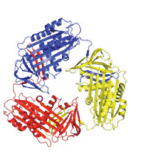 肝臓で凝集するアンチトリプシン凝集体（３量体）の構造